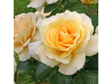 Rosa tea hybrid Winter Sun.jpg