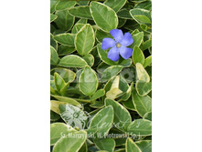 Vinca minor Blue Sapphire �������� ����� ��� ������ 2 ltr € 3,91 293,46�..jpg