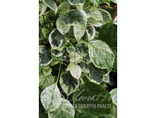 Hydrangea anomala TAKE A CHANCE ��������� �������� ���� � ���� 2 ltr € 5,91 443,08�..jpg