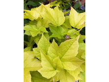 Parthenocissus quinq. Yellow Wall PBR ������� �������� ��������������� ������ ���� 2 ltr € 5,34 400,33�..jpg