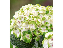 467���. ��������� �������������� �������� �������.jpg