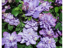 �������� ������ ������-229.jpg