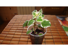 ����������� �������������