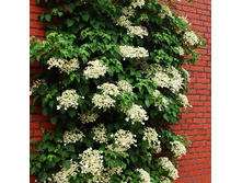 185���. ��������� �������� ����������.jpg