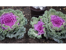 ������ �������