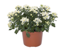 ����� ������� ���� 12�20. 164,85 ���.jpg