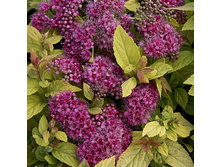 122���. ������ �������� ������ ��������.jpg