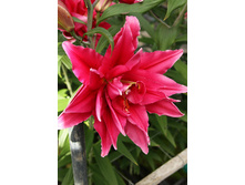 57,68���. ����� ROSELILY �����(�������� ���� �� 5 ��., ����������� ����� 1��.).jpg