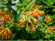 Lonicera brownii GOLDEN TRUMPET ��������� ������ ������ ������� 2 ltr € 5,31 398,08�..jpg