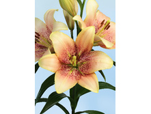 29,03���. ����� ���� ������(��� 7 ��. ���������� �� 2��.)���17.jpg