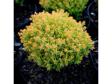 118,4���. ��� Thuja occidentalis Aniek_P9 15-20.jpg