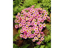 17,04���. ������� ��������(���������� �� ����� �������� �� 5��.).jpg