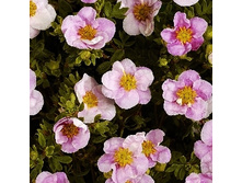 122���. �������� ������������� ���� ����.jpg