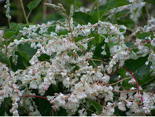 Fallopia baldschuanica �������� ������������� 2 ltr € 5,23 392,46�..jpg