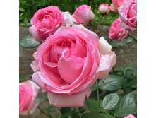 Rosa tea hybrid History.jpg