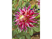 85,3���. �������� �������� ������� �����(�������� ���� �� 1 ��., ����������� ����� 1��.)���17.jpg