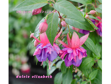 ������ Dulcie Elizabeth