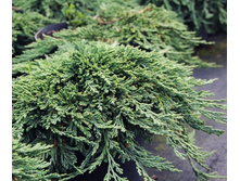 102,5���. ������������ Juniperus horizontalis Pancake_P10,5 rond.jpg