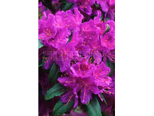 Rhododendron impeditum Amethyst ����������� ������� ������� -27�C 2 ltr 12-18 € 7,25 543,77�..jpg
