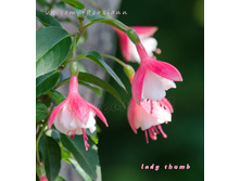 ������ lady Thumb