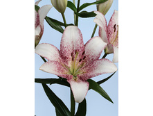 29,03���. ����� ���� ������(��� 7 ��. ���������� �� 2��.)���17.jpg