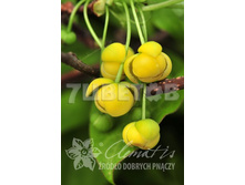 Schisandra henryi �������� ����� 2 ltr € 7,12 534,21�..jpg