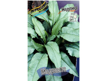 93,1���. �������� ��������(�������� ���� �� 1 ��., ����������� ����� 1��.).jpg