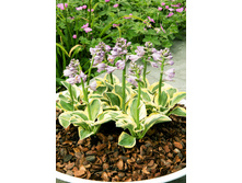 251,1���. ����� ����� ����(�������� ���� �� 1 ��., ����������� ����� 1��.)���17.jpg