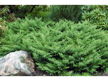 86,7���. ������������ Juniperus sabina Rockery Gem.jpg