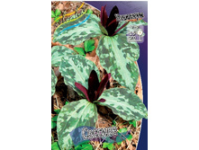 251,1���. �������� �������(�������� ���� �� 1 ��., ����������� ����� 1��.).jpg