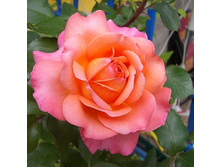 Rosa tea hybrid Albrecht Dürer Rose.jpg