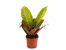 ������� ����� 8�25. 124,95 ���.jpg