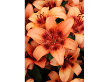 31,02���. ����� ���������(��� 5 ��. ���������� �� 2��.)���16.jpg