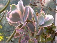 �������� �������� ����������� ( Kalanchoe fedtschenko) - ������ �������� �������� ...