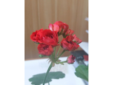 20160919 094653.jpg