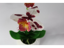 ������� ����������.