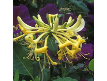 164���. ��������� �������� ������ �����.jpg