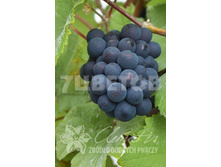 Vitis vinifera Incana �������� ���������� ������� 2 ltr € 6,70 502,71�..jpg