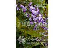 Millettia japonica ������� �������� 2 ltr € 7,77 582,58�..jpg