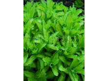 Sedum Beka Autumn Delight ����� ���� ����� ������ € 1,36 99,28���..jpg