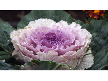 ����� ����