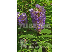 Wisteria frutescens Longwood Purple �������� ������������ ������� ����� 2 ltr € 8,52 638,83�..jpg