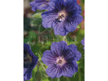 Geranium Blue Blood ������ ��� ���� € 0,98 71,54���..jpg