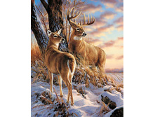 � ������ ���� 38-48 Ag 668.jpg