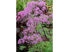 243,2���. ����������� ���� ��������(�������� ���� �� 1 ��., ����������� ����� 1��.).jpg