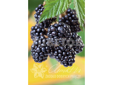 Rubus fruticosus Navaho ������� ������������� ������ 2 ltr € 5,80 435,21�..jpg