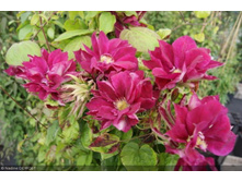 �������� ��� ����-214.jpg