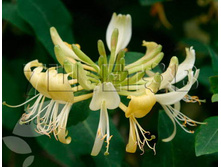 Lonicera periclymenum Graham Thomas ��������� �������� ������ ����� 2 ltr € 4,95 371,08�..jpg