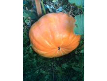 IMG 20160820 175732.jpg