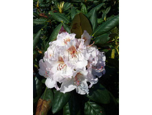 Rhododendron hybrida Simona ����������� ��������� ������ -22�C 15 ltr 40-50 € 42,96 3 221,97�..jpg